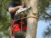 Forestry maintenance